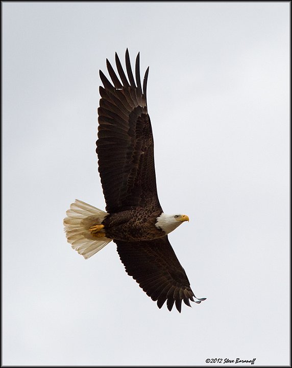 _2SB4048 american bald eagle.jpg